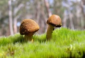 世界举重技术改良周：细节训练提升稳定性成为关键词，2021年世界举重比赛视频